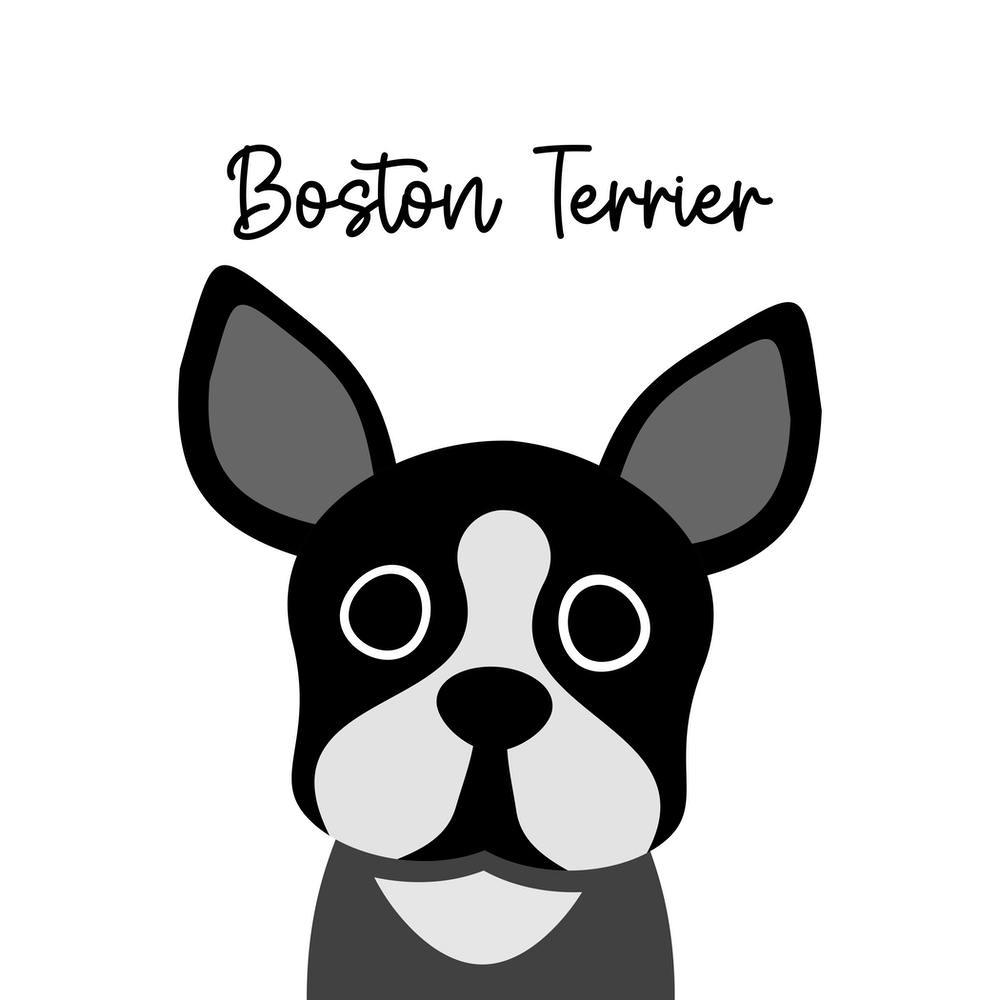 Boston Terrier