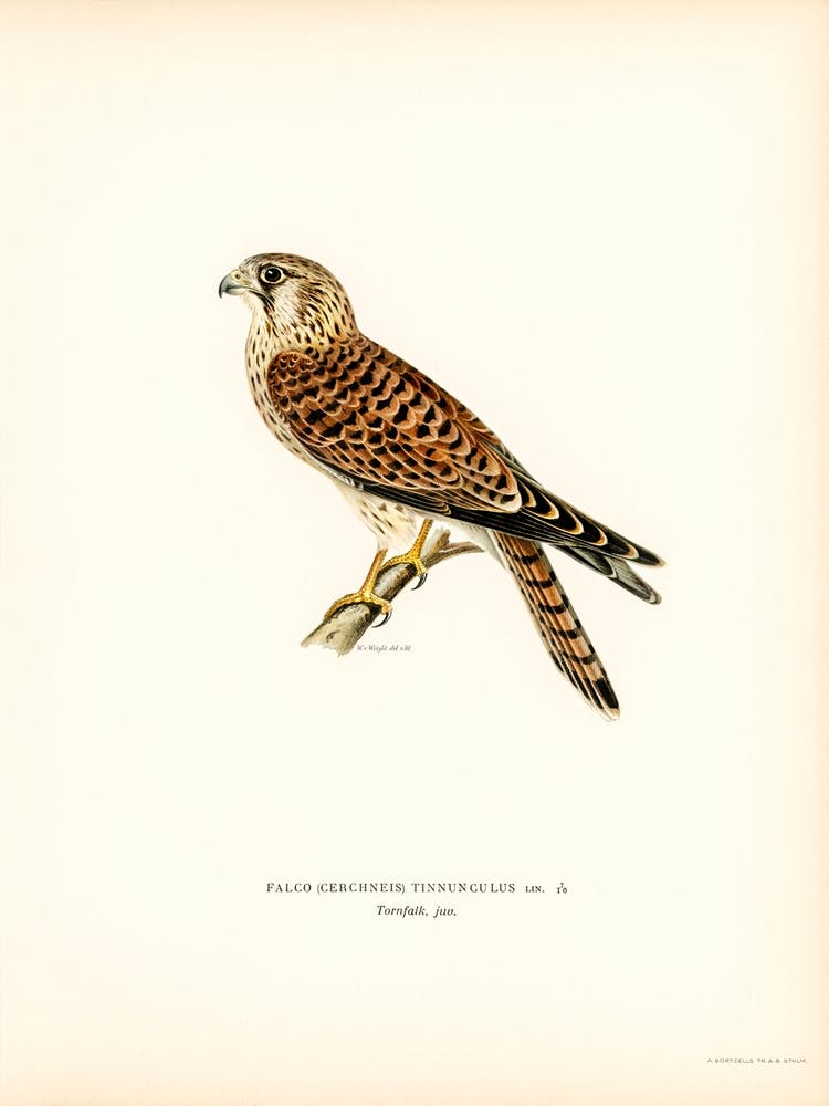 Common Kestrel (Falco Tinnunculus), The Von Wright Brothers