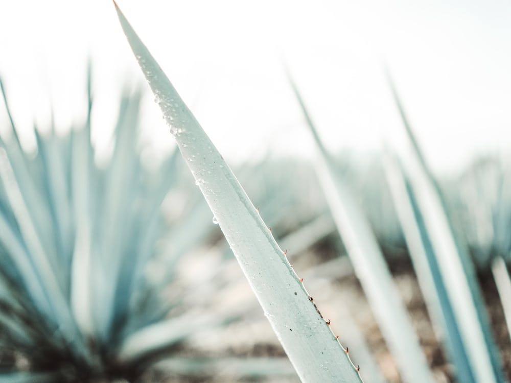 Agave Tequila Farm