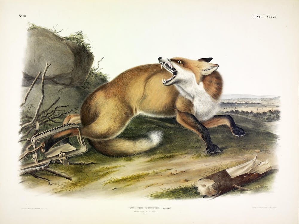 American Red Fox, John James Audubon