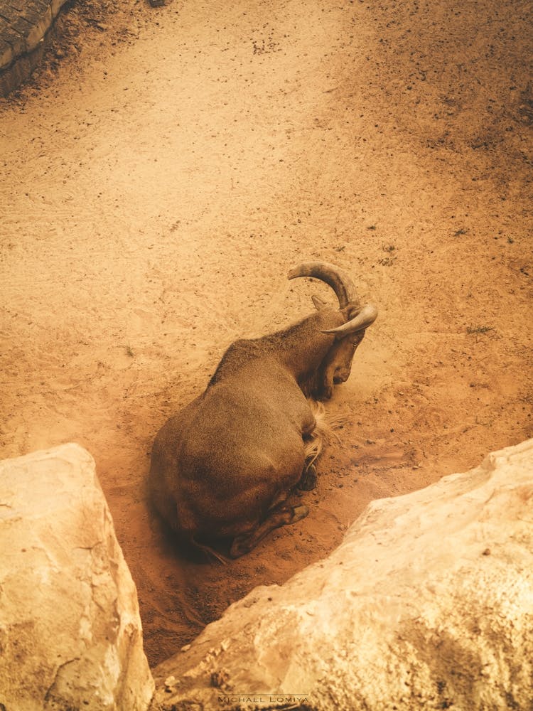 A Mountain Goat In A Frame Of Rocks 2