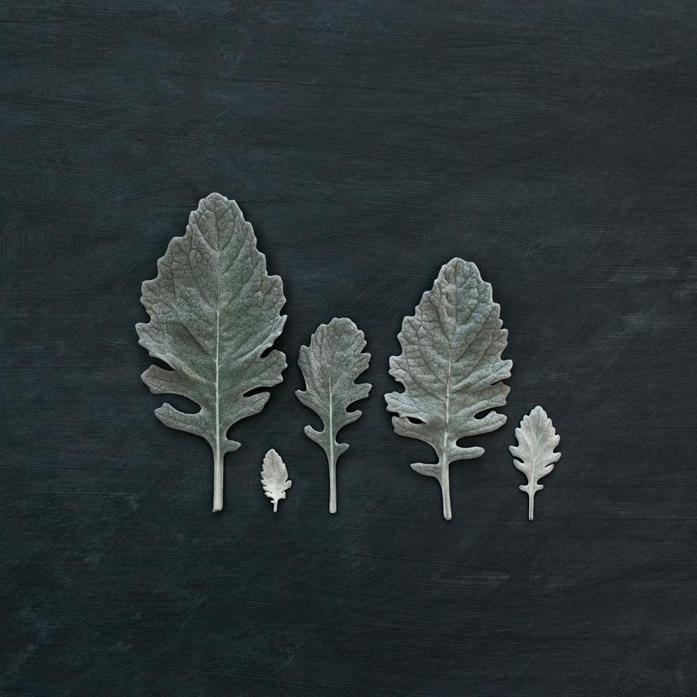 Minimal Leaves On Black Square