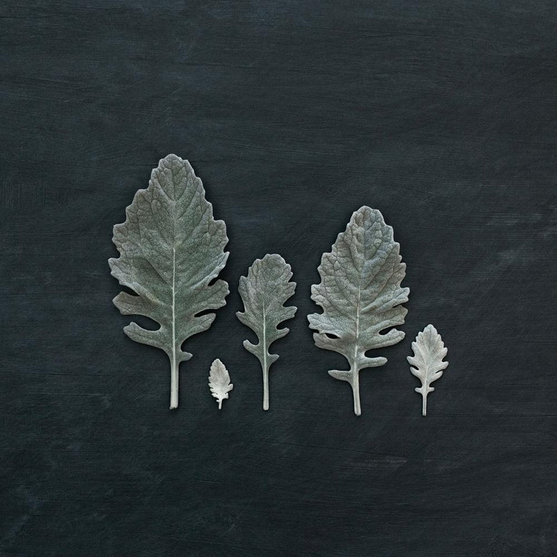 Minimal Leaves On Black Square