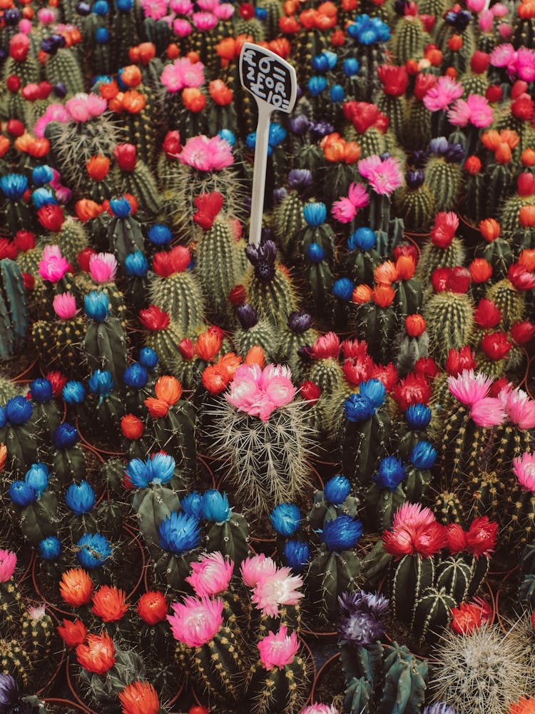 Cactus Love