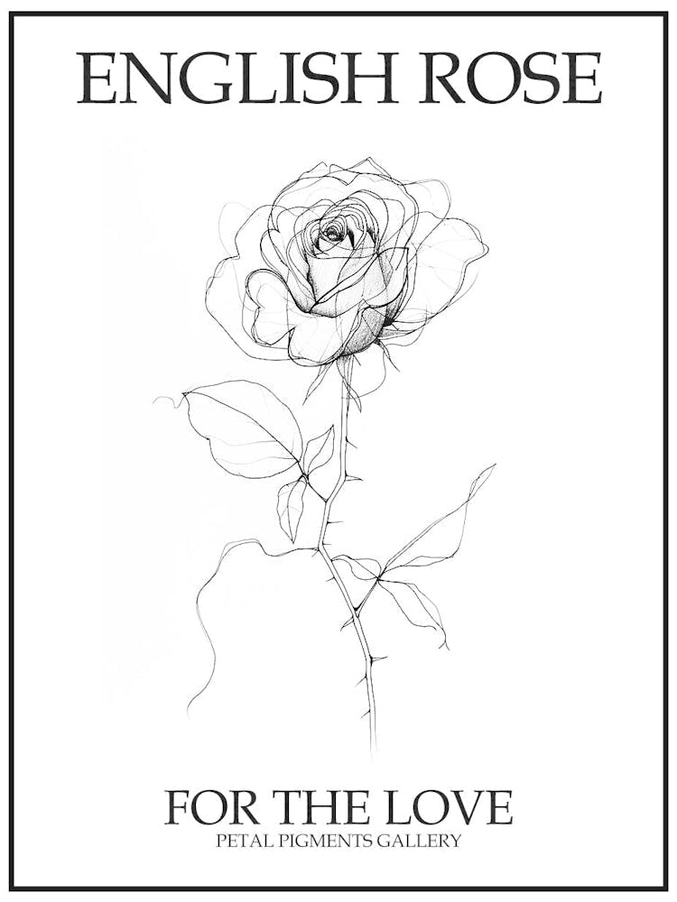 English Rose Black And White Line Drawing 19 Poster