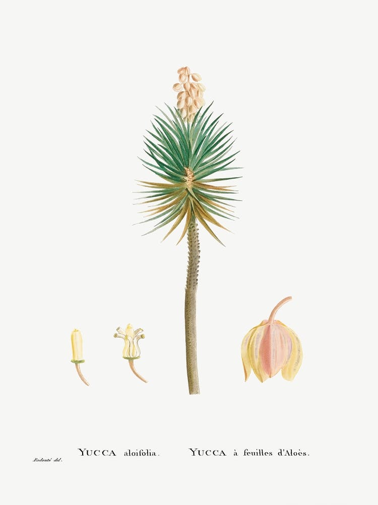Yucca Aloifolia, Pierre Joseph Redoute