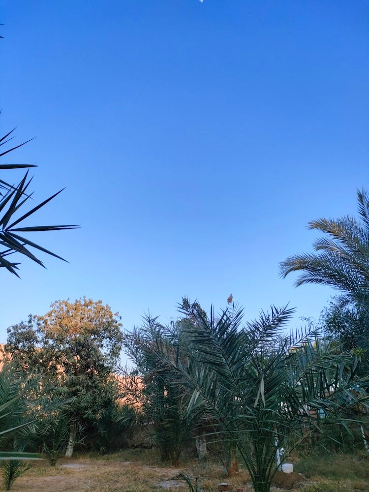 Moon And Palm Trees