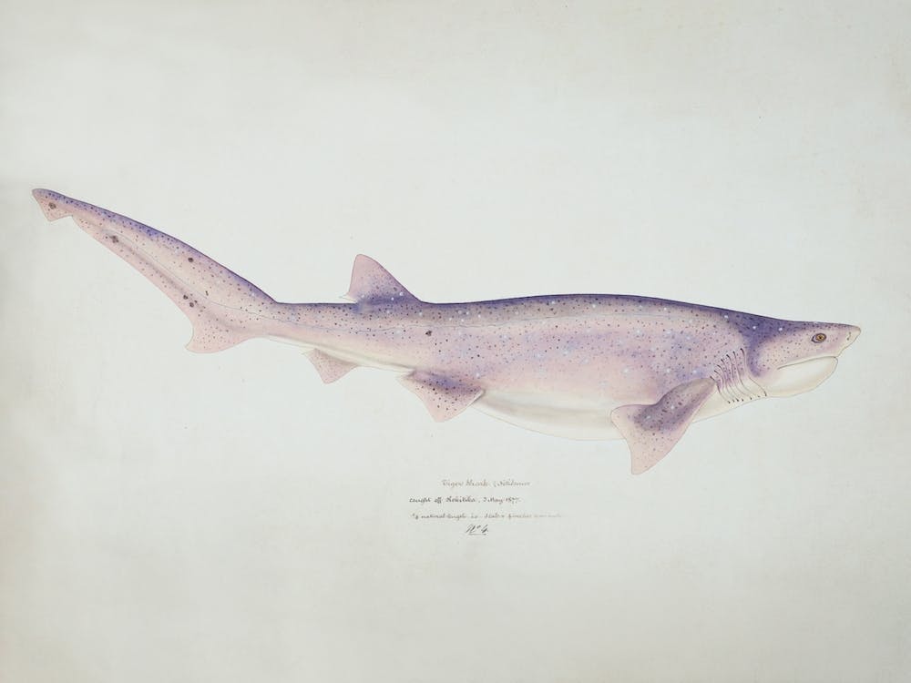 Tiger Shark Drawing, Fe Clarke