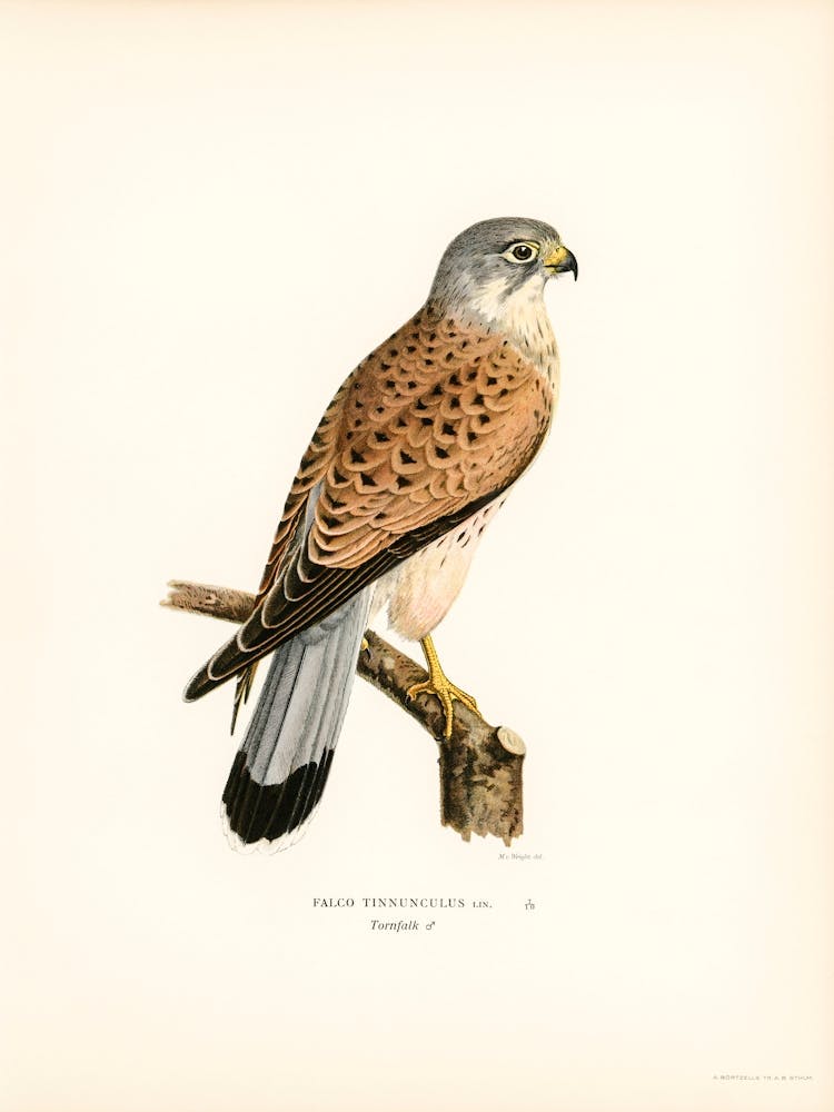 Common Kestrel Male (Falco Tinnunculus), The Von Wright Brothers
