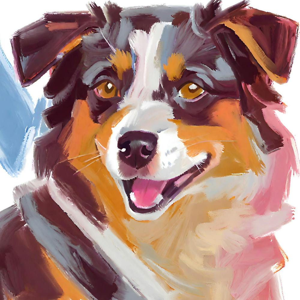 Australian Shepherd 02