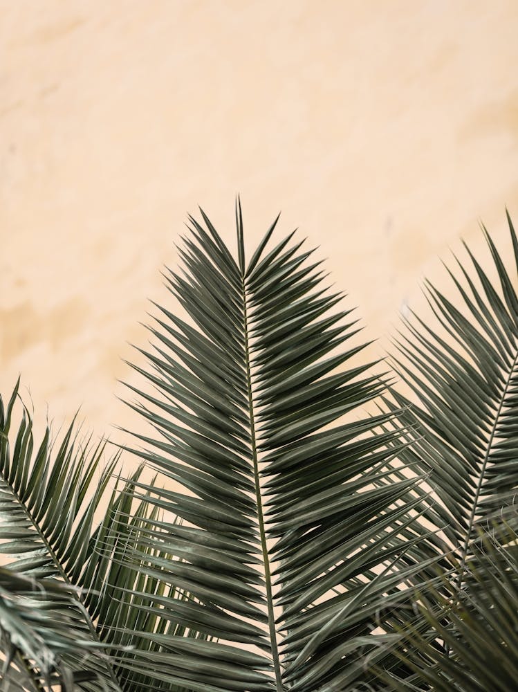Palm Leaves_2103211