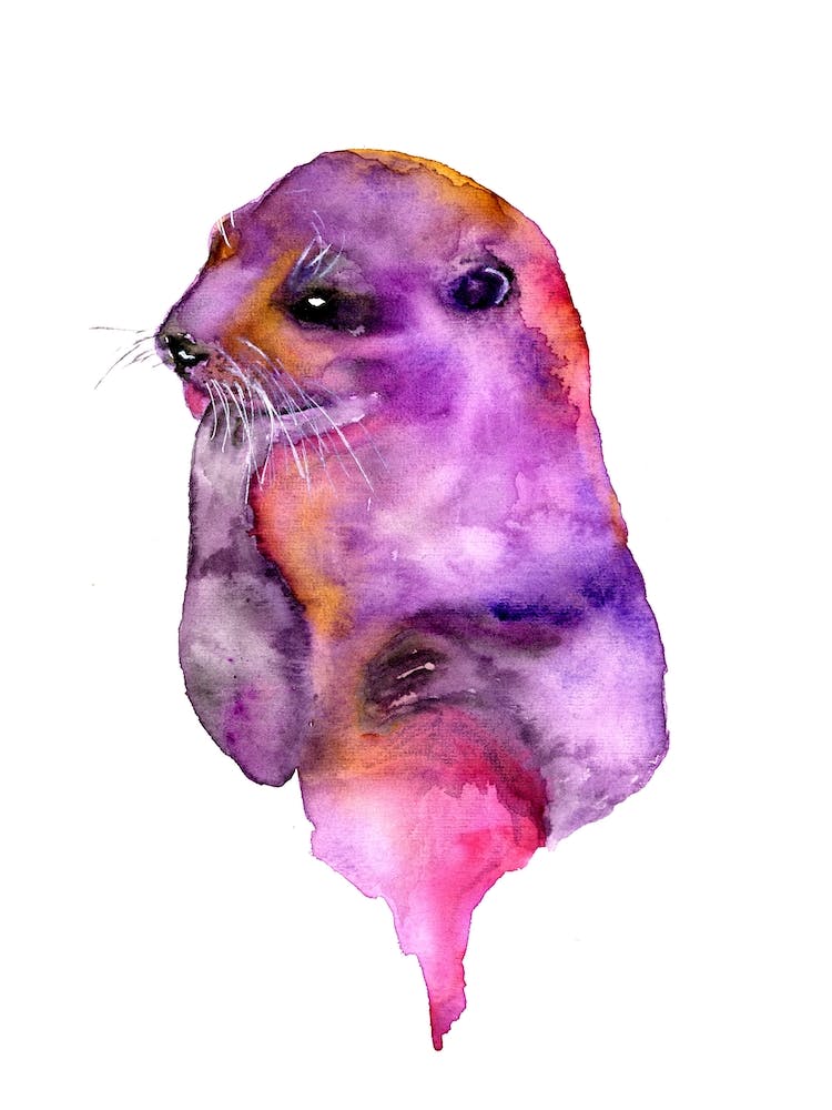 Otter