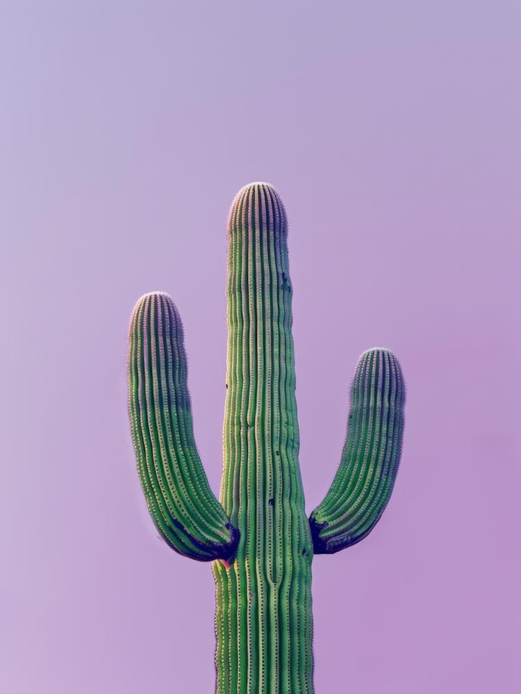 Saguaro