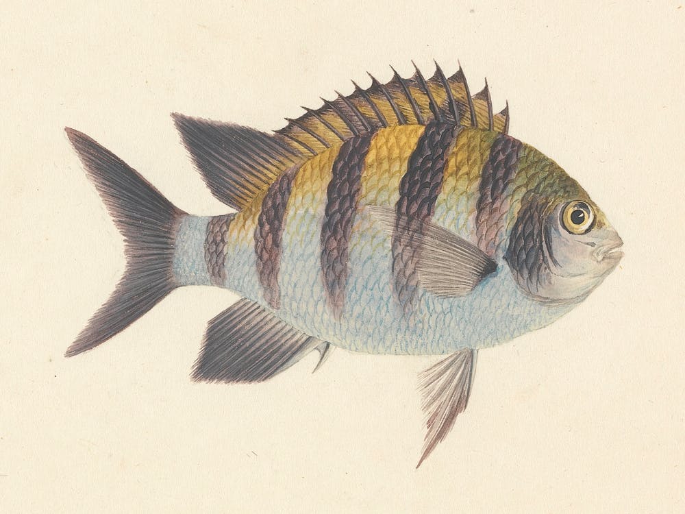 Unidentified Fish, Luigi Balugani (15)