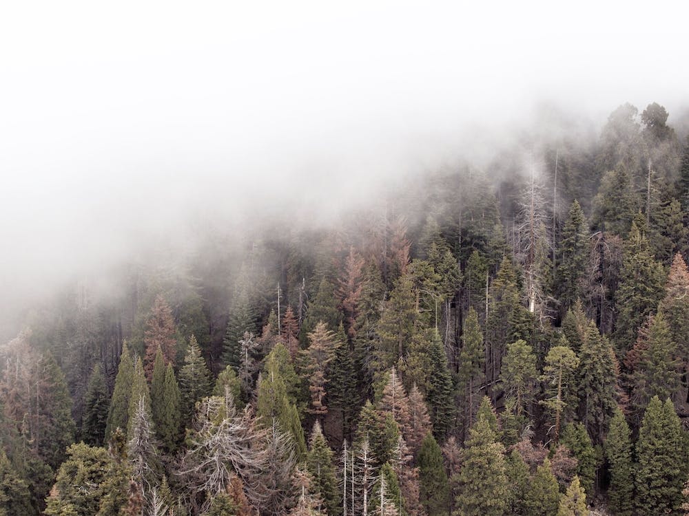 Foggy Forest View