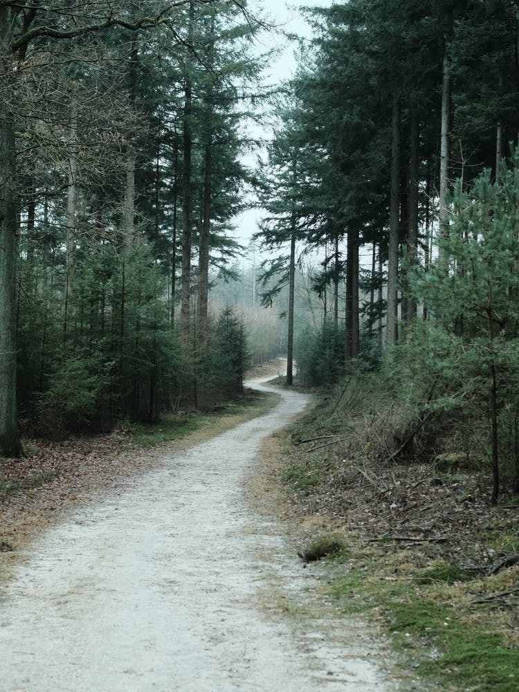 Blue Winter Forest // The Netherlands // Nature Photography 