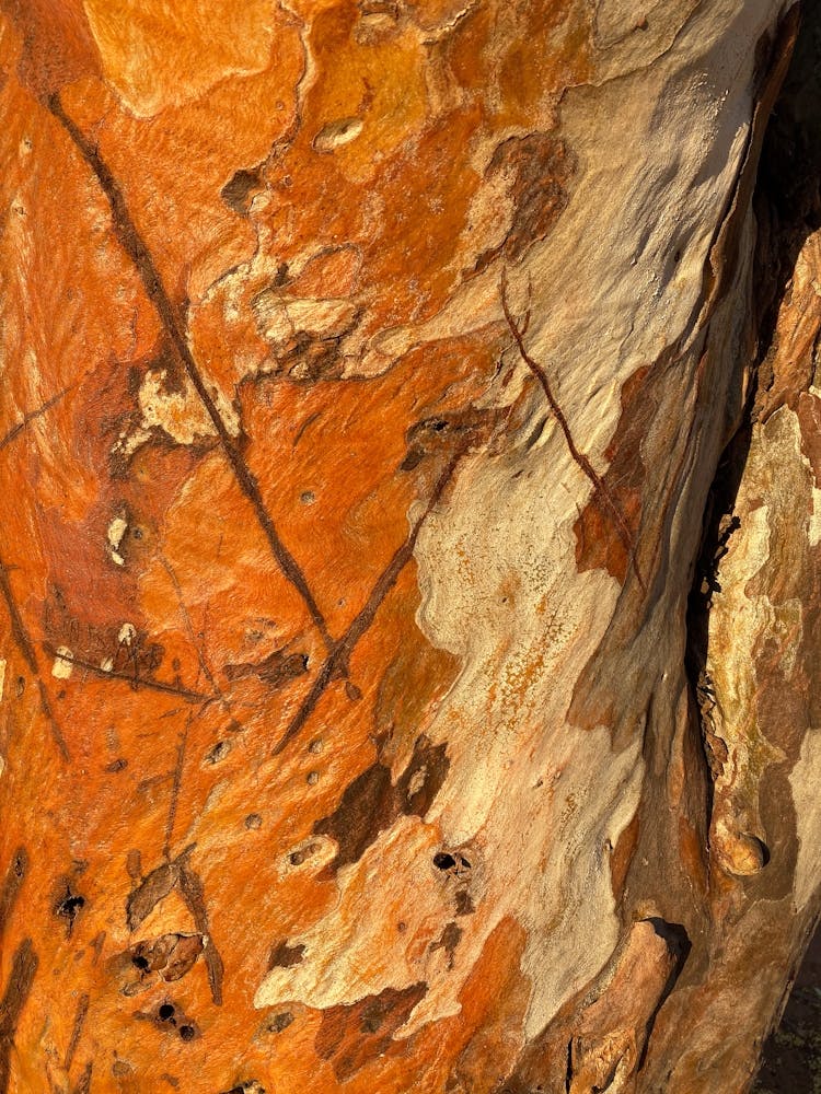 Bark Texture