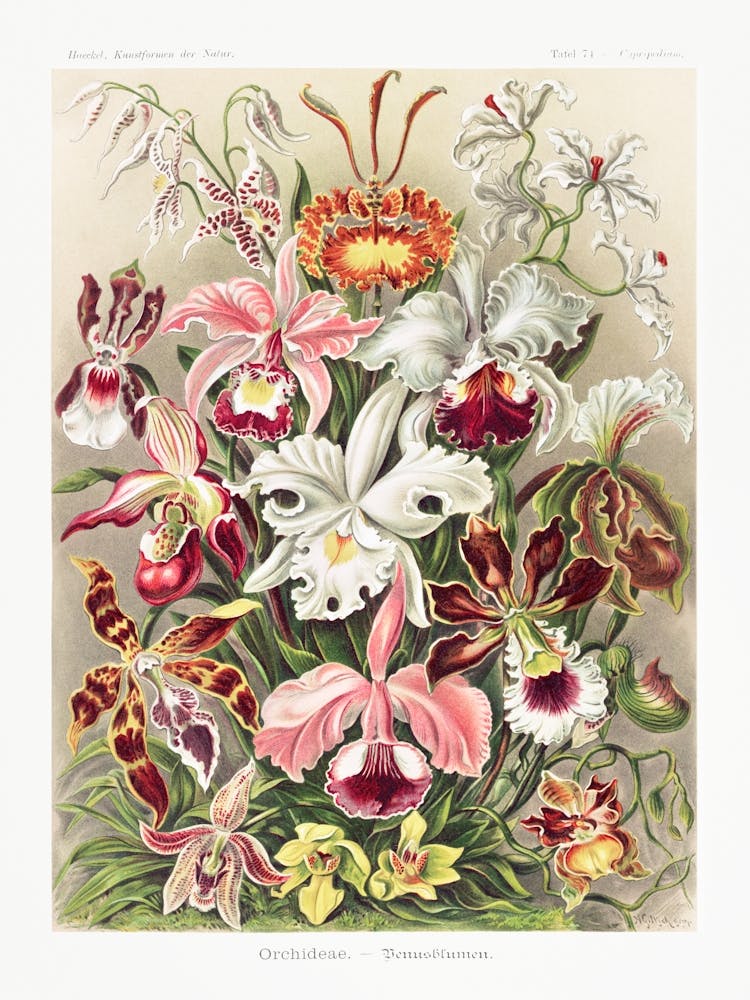 Orchideae–Denusblumen Orchid Variations, Ernst Haeckel Vintage