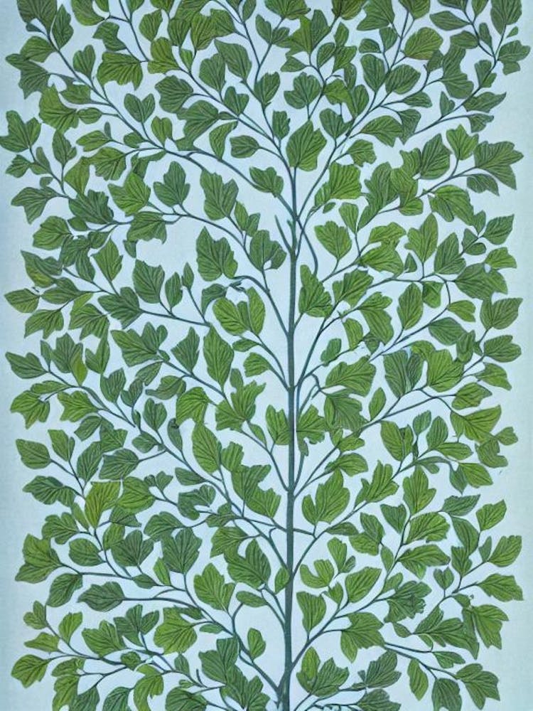 Black Locust 2 tree Vintage Botanical