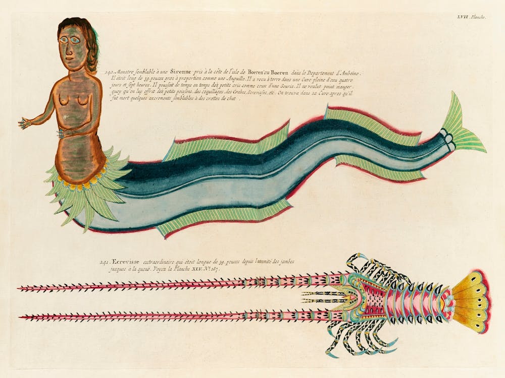 Illustrations Of A Siren And Lobster Found In The Moluccas (Indonesia) And The East Indies, Louis Renard(81)