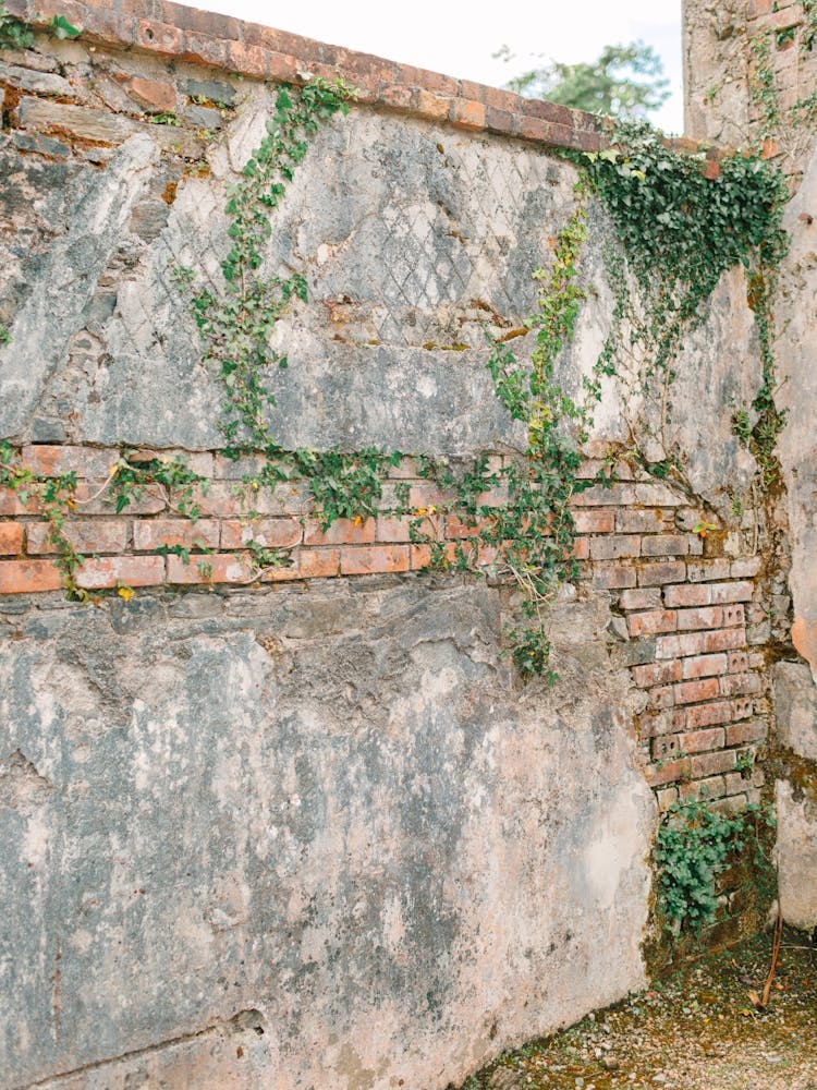 Ivy Growing On A Wall in Ireland 