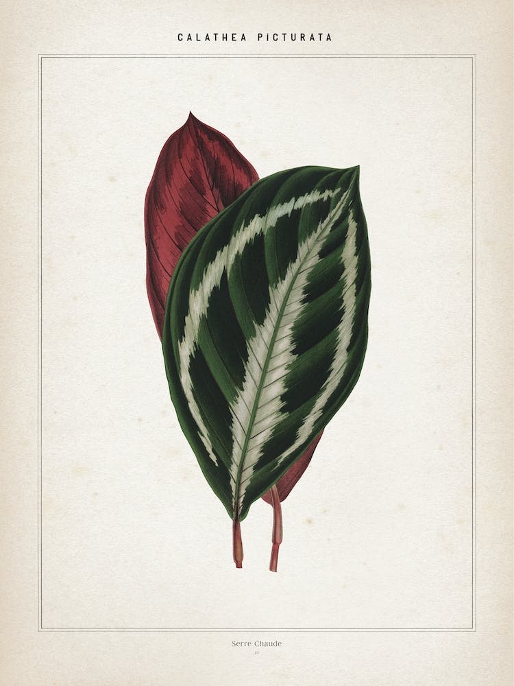 Vintage Houtte 1 Calathea Picturata