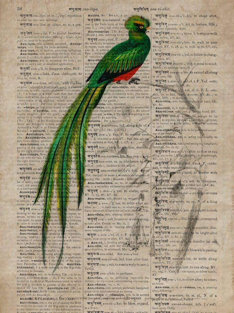 Pavinine Quetzal Dictionnaire Universel Dhistoire Naturelle