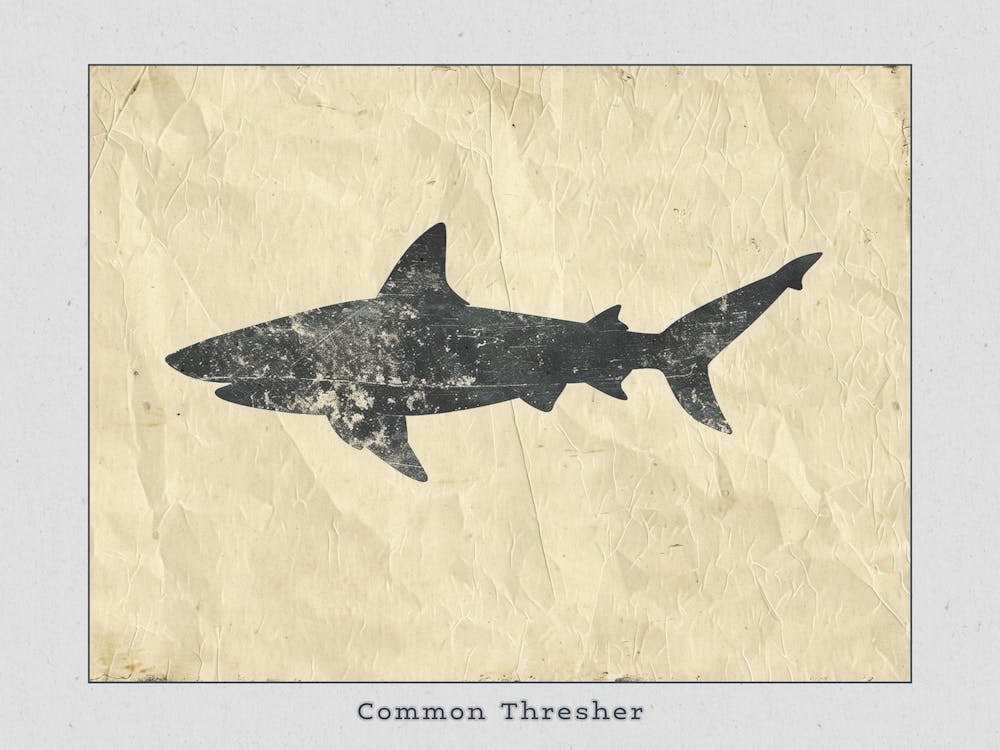 Common Thresher Shark Silhouette 4 Poster