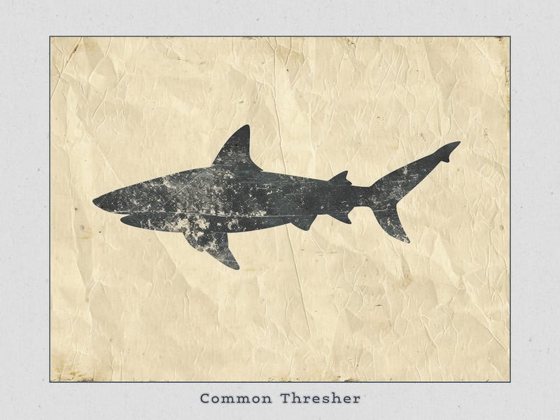 Common Thresher Shark Silhouette 4 Poster