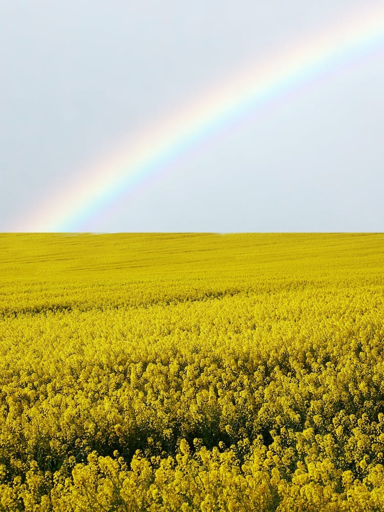 Field Yellow Flowers Rainbow