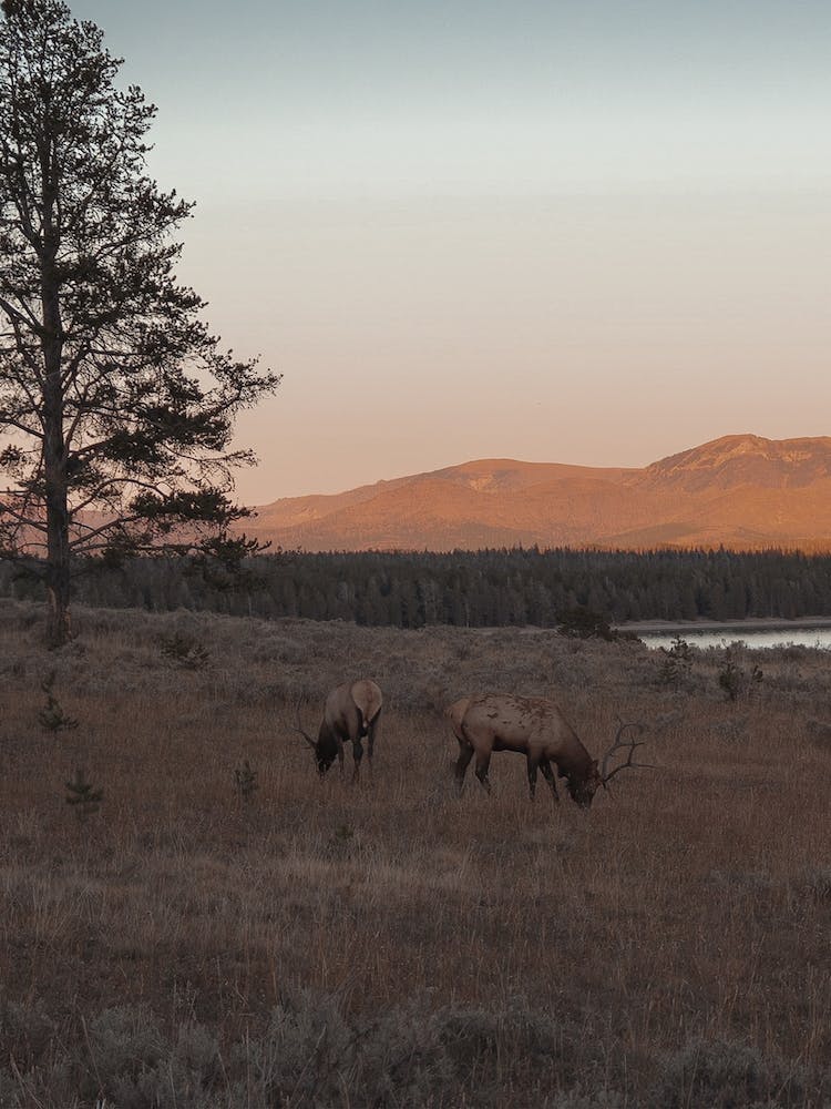 Meadow Elk Sunset