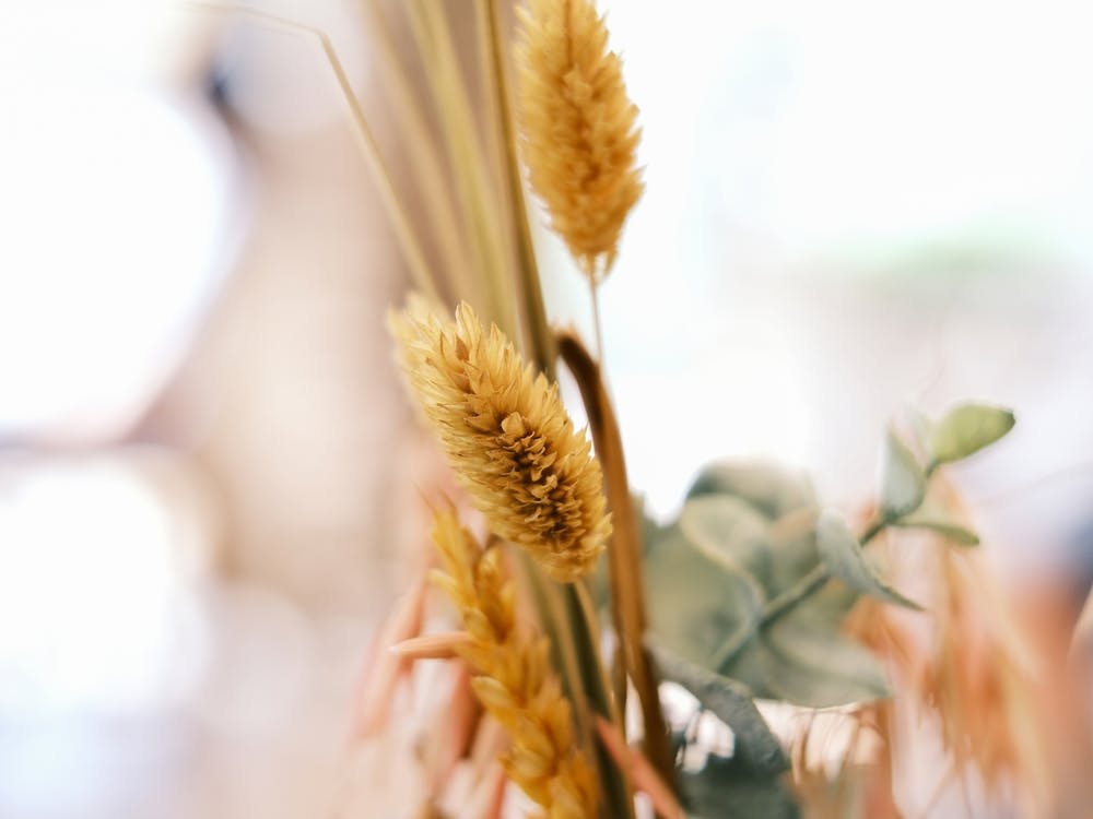 Dried Flowers // Nature Photography