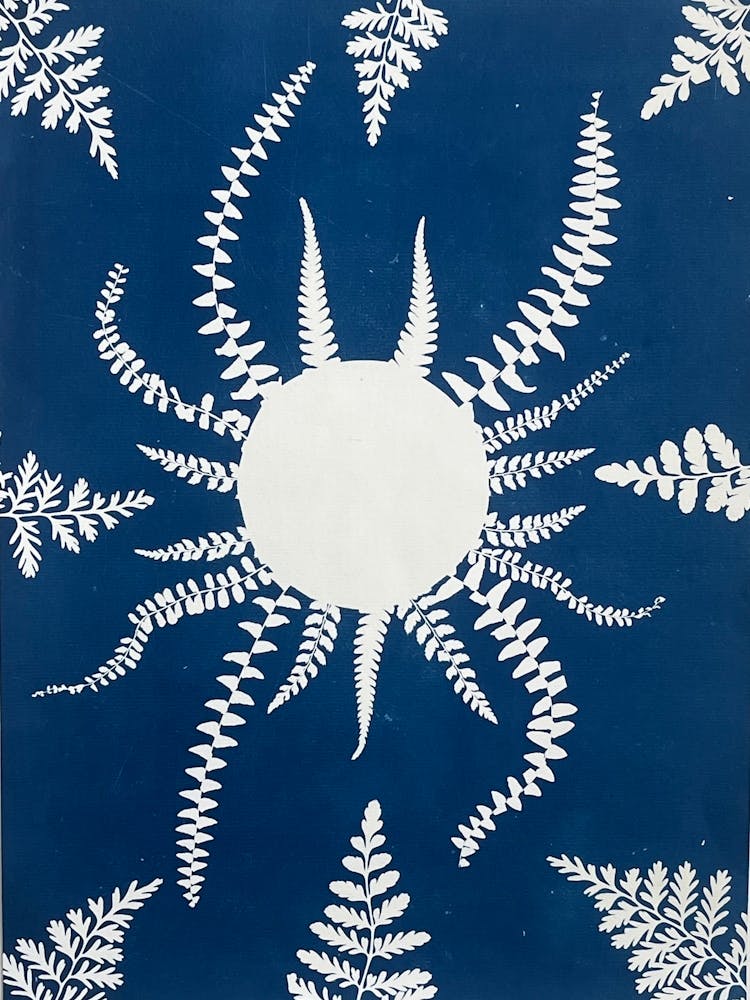 Ferns And Sun