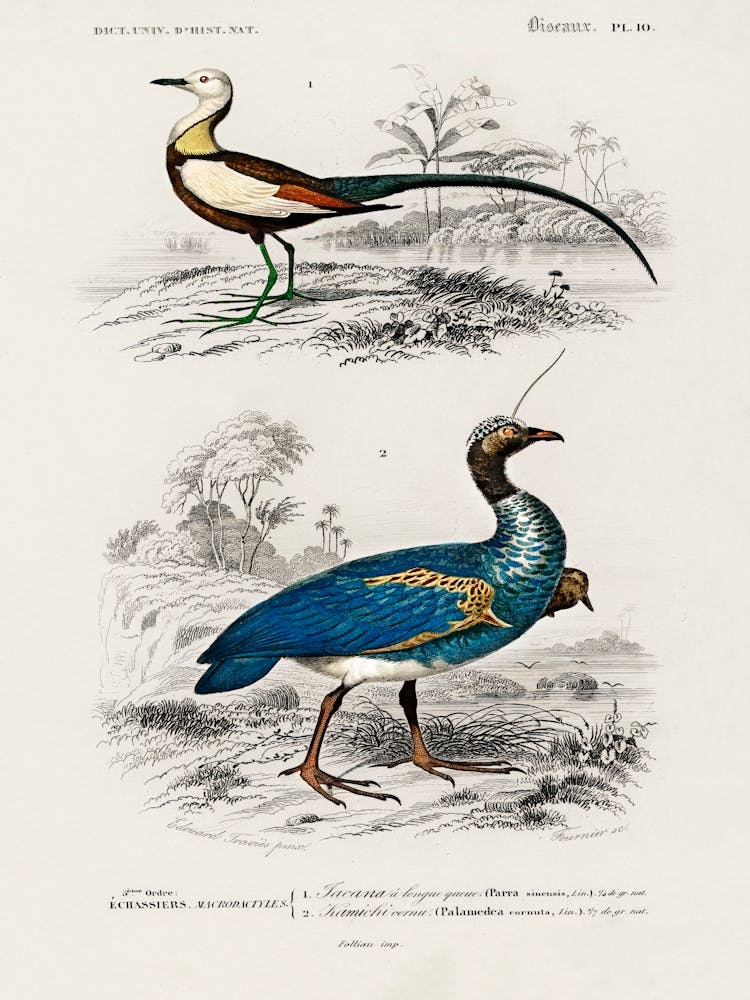 Different Types Of Birds, Charles Dessalines D'Orbigny 20