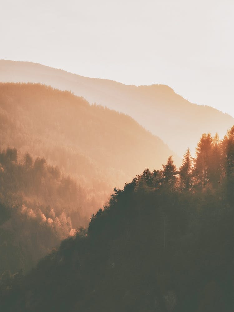 Lever de Soleil Forestier