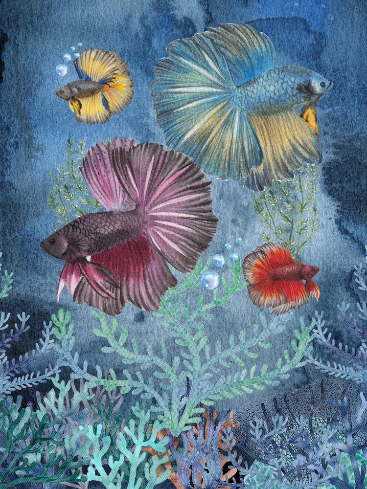 Betta fishes watercolor