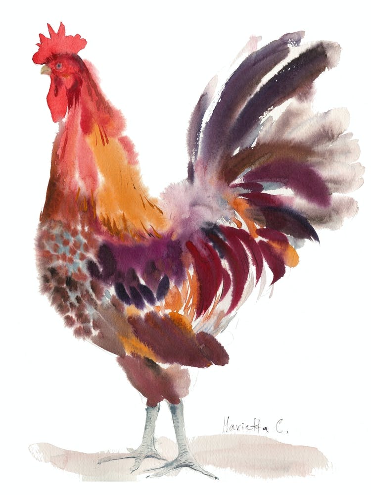 Crasy Rooster