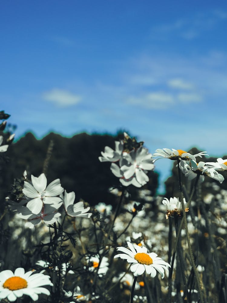 Field Of Daisies