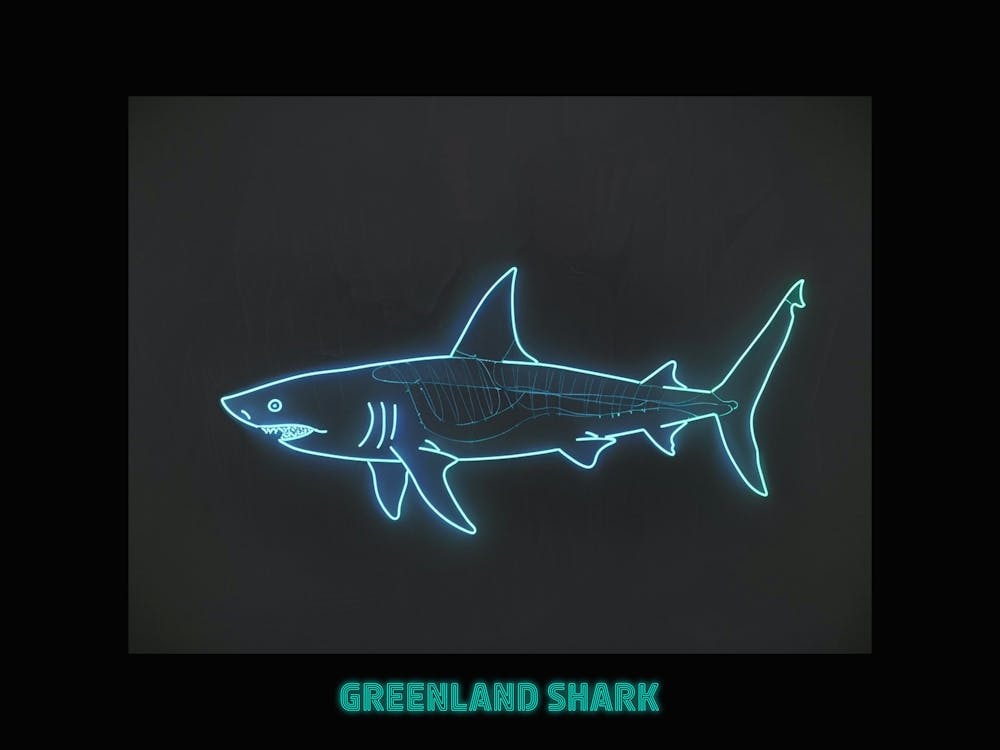 Requin du Groenland Bleu Néon 3 - Affiche