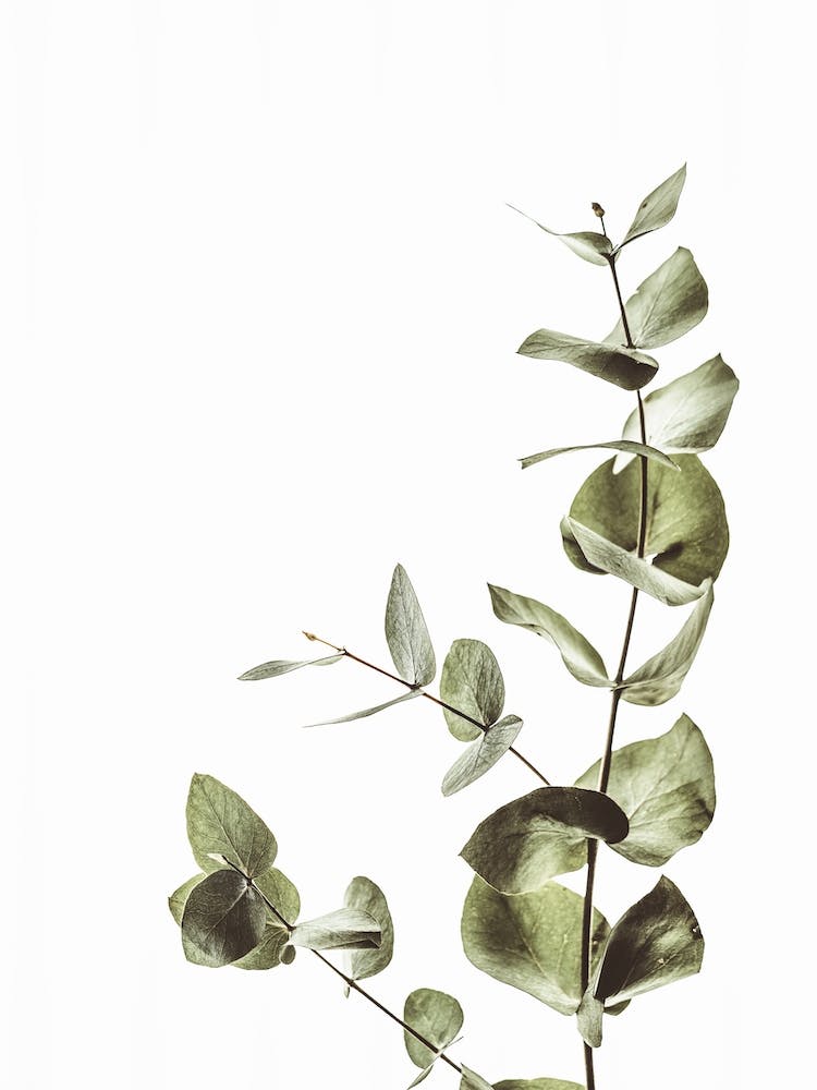 Eucalyptus Plant