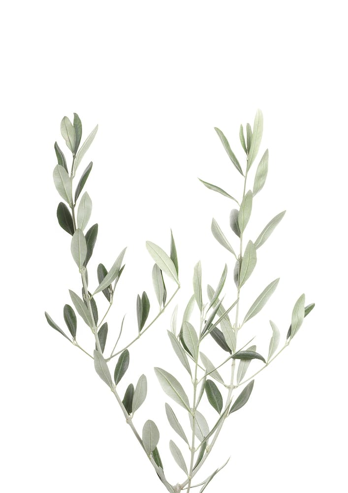 Botanical III