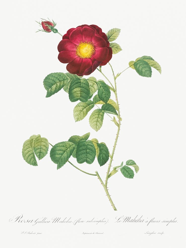 Simple Flowered French Rose, Pierre Joseph Redoute