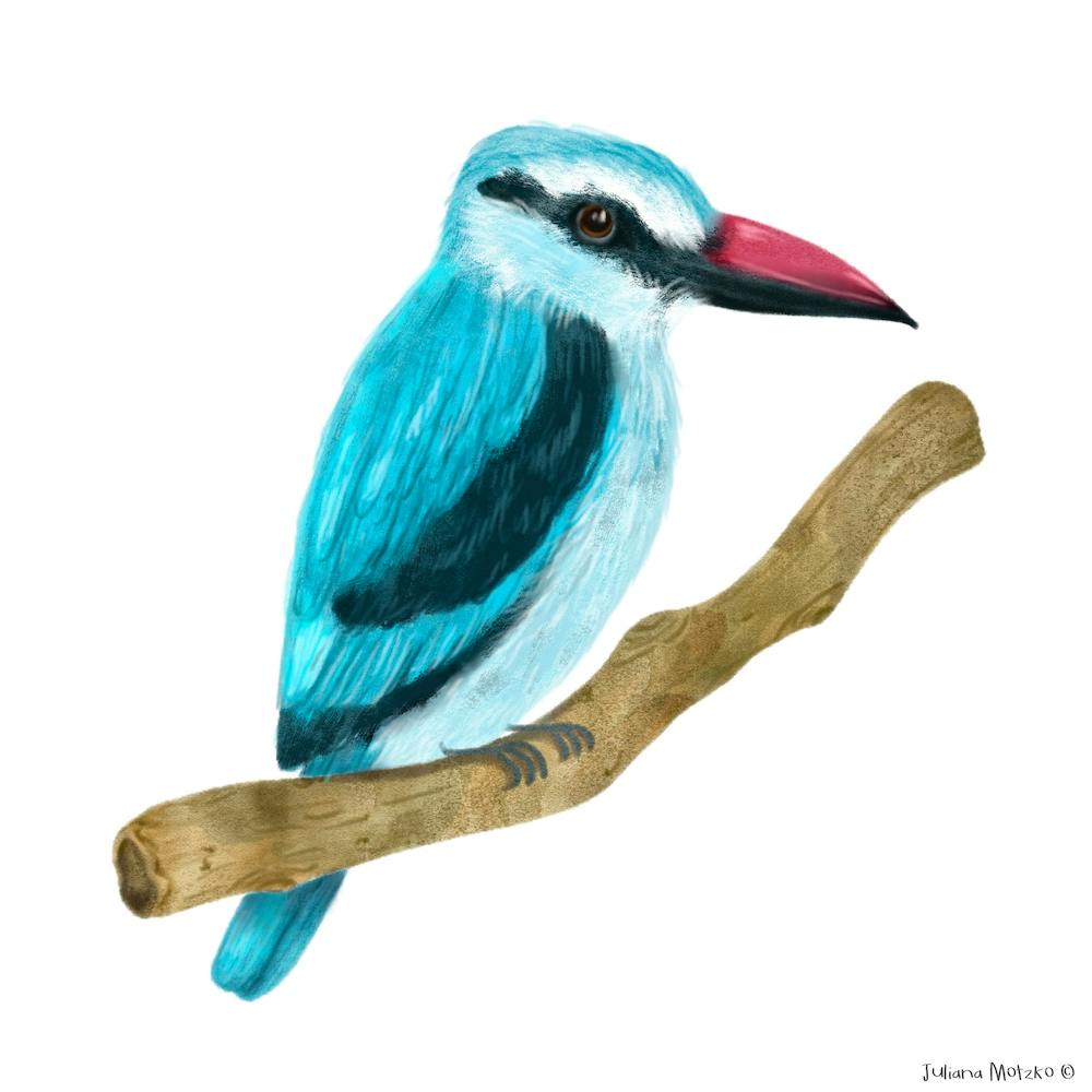 Woodland Kingfisher