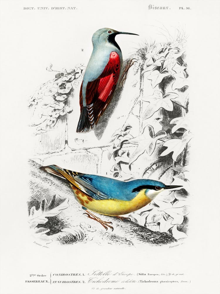 Two Birds
