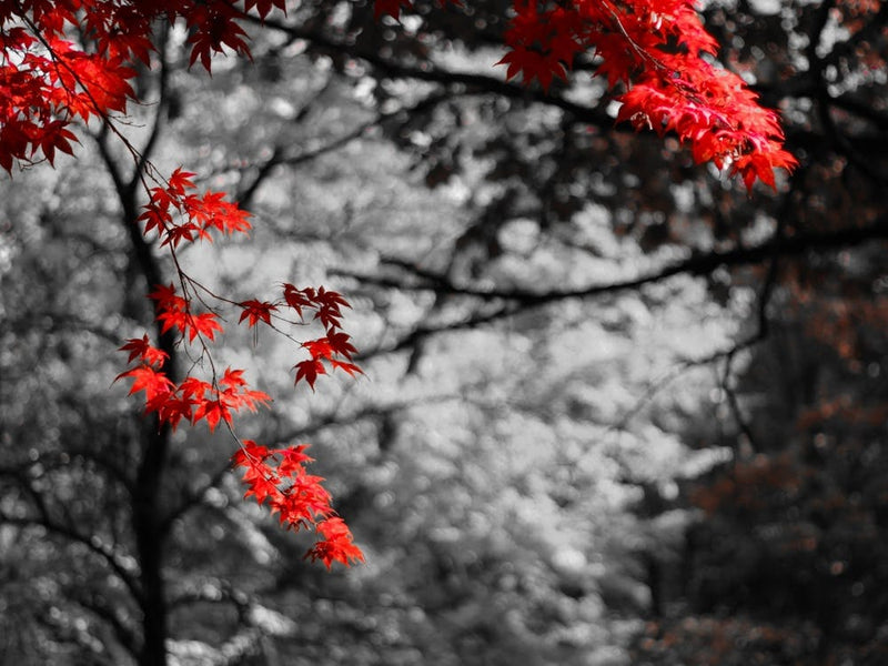 Autumn Leaves 4