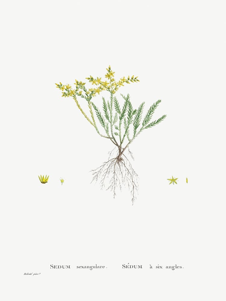 Sedum Sexangulare, Pierre Joseph Redoute