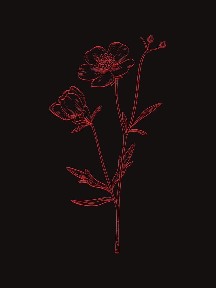 Flowers On A Black Background 3