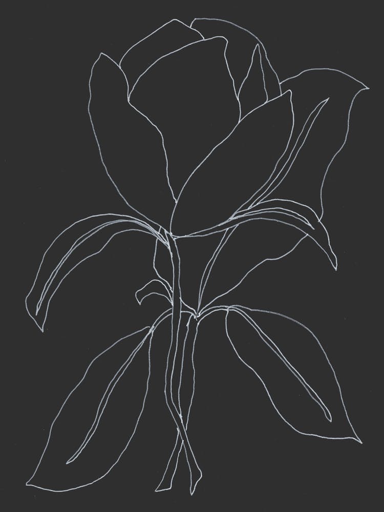 Rose Lineart