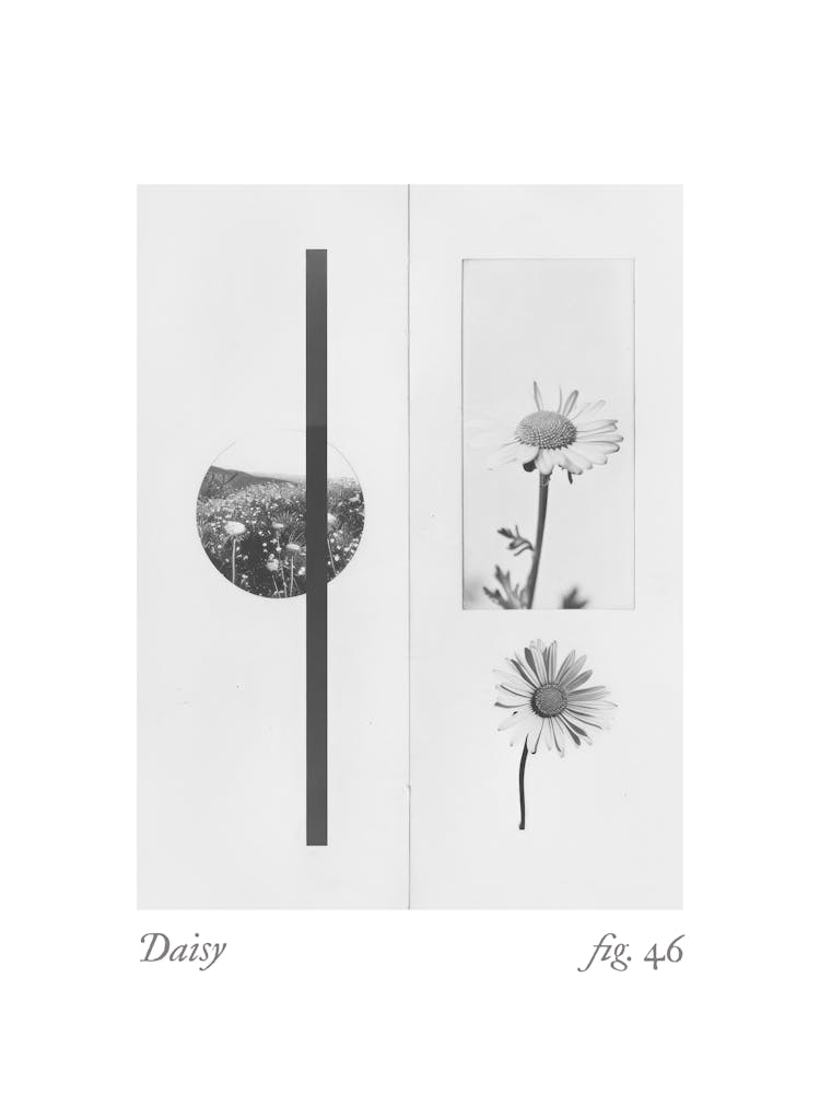 Daisy Botanical Collage 7