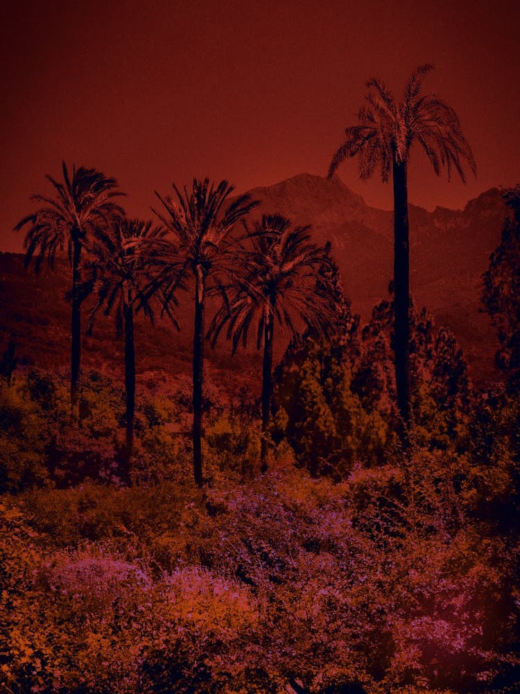 Palm Tree Print 'Bellagio'